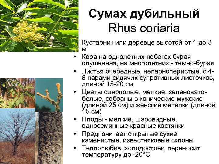 Сумах дубильный Rhus coriaria • Кустарник или деревце высотой от 1 до 3 м