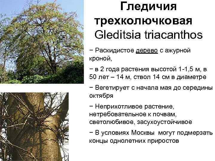 Гледичия трехколючковая Gleditsia triacanthos − Раскидистое дерево с ажурной кроной, − в 2 года