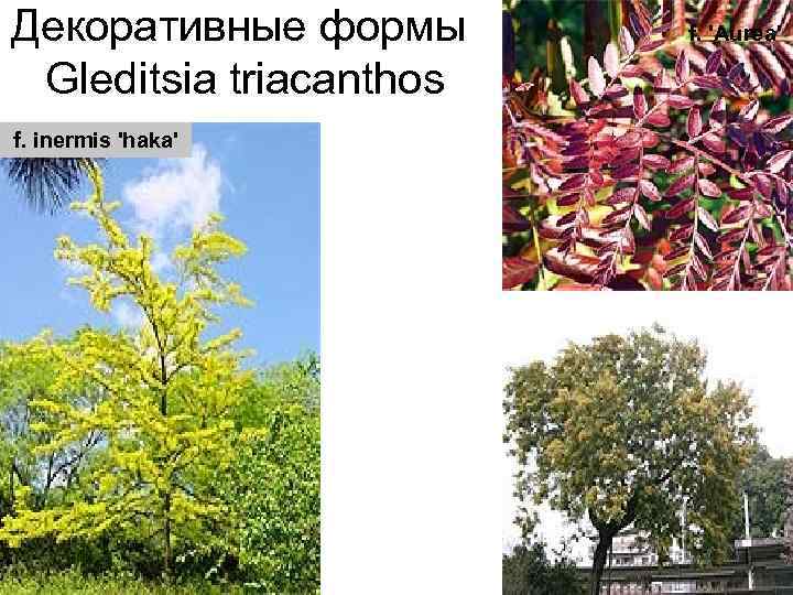 Декоративные формы Gleditsia triacanthos f. 'Aurea' f. inermis 'haka' f. 'Rubylace' 