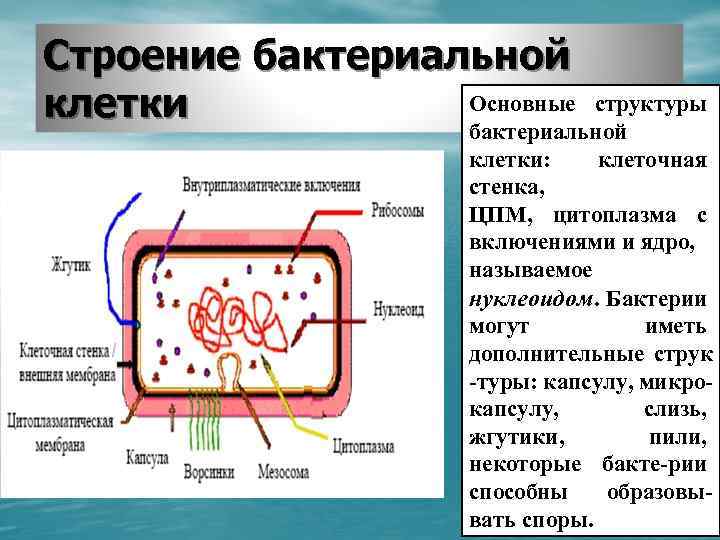 Ядерное вещество у бактерий расположено в. Определить основные и дополнительные структуры бактериальной клетки. Перечислите основные структурные элементы бактериальной клетки. Структура бактериальной клетки нуклеоид. Строение и функции структур бактериальной клетки.
