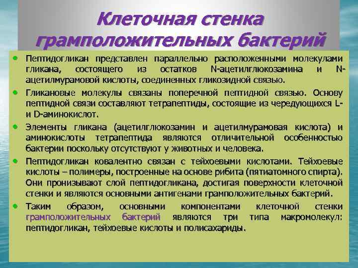 Клеточная стенка функции