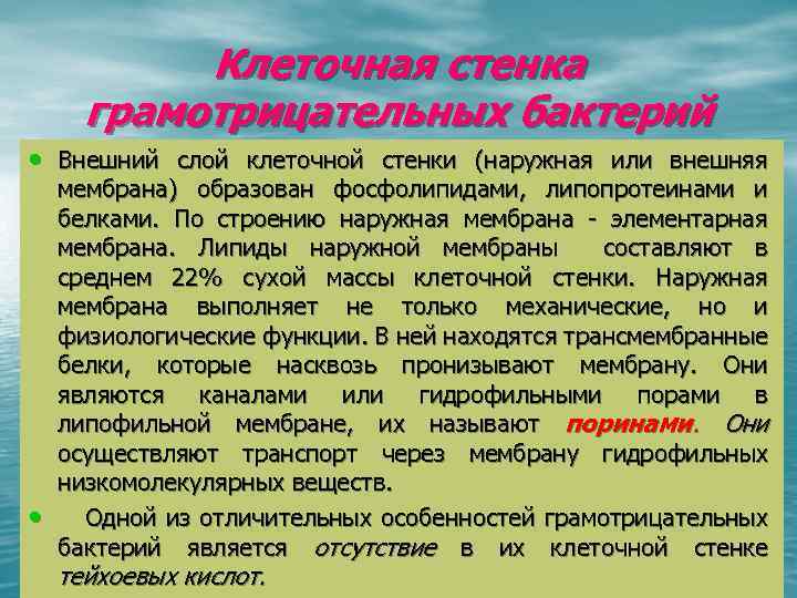 Клеточная стенка грамотрицательных бактерий • Внешний слой клеточной стенки (наружная или внешняя • мембрана)