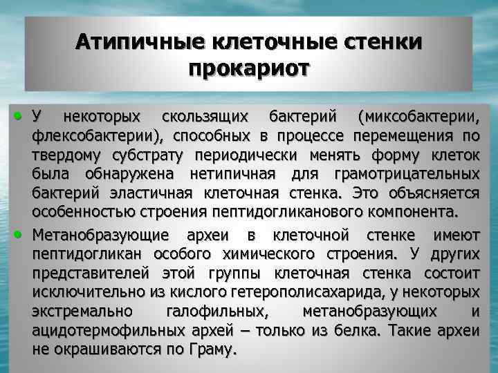 Атипичные клеточные стенки прокариот • У • некоторых скользящих бактерий (миксобактерии, флексобактерии), способных в