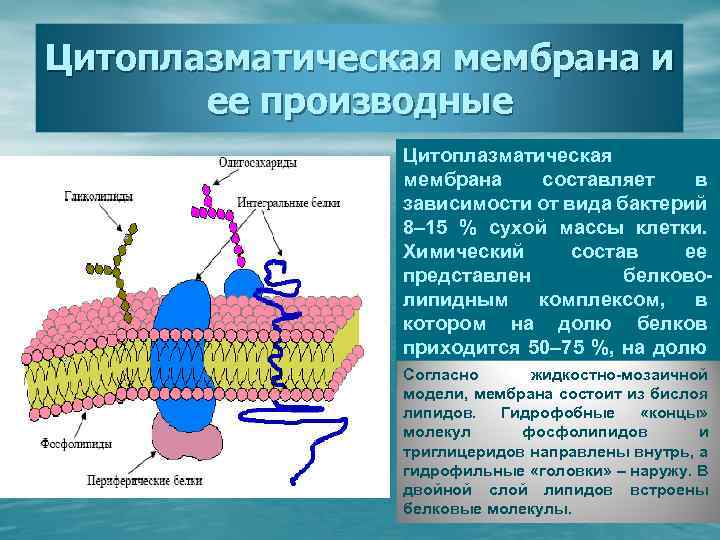 Плазматической мембраны окружены. Цитоплазматическая мембрана строение микробиология. ЦПМ цитоплазматическая мембрана функции. Функция цитоплазматической мембраны в клетке бактерии. Строение цитоплазматической мембраны бактерий.