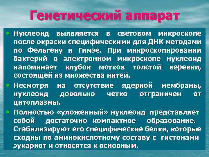 Генетический аппарат • Нуклеоид выявляется в световом микроскопе • • после окраски специфическими для