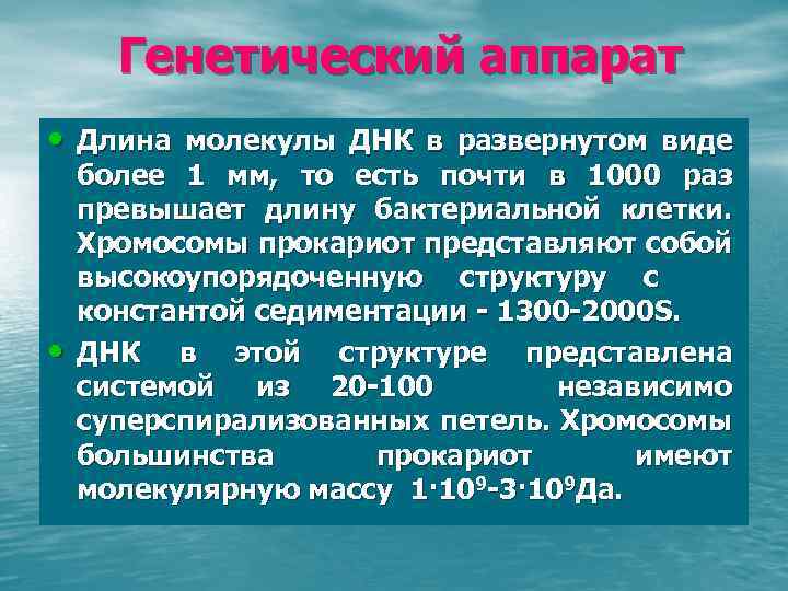 Генетический аппарат • Длина молекулы ДНК в развернутом виде • более 1 мм, то