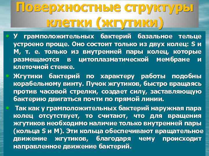 Поверхностные структуры клетки (жгутики) • У грамположительных бактерий базальное тельце • • устроено проще.