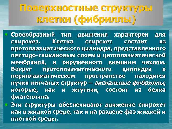 Поверхностные структуры клетки (фибриллы) • Своеобразный тип движения характерен для • спирохет. Клетка спирохет