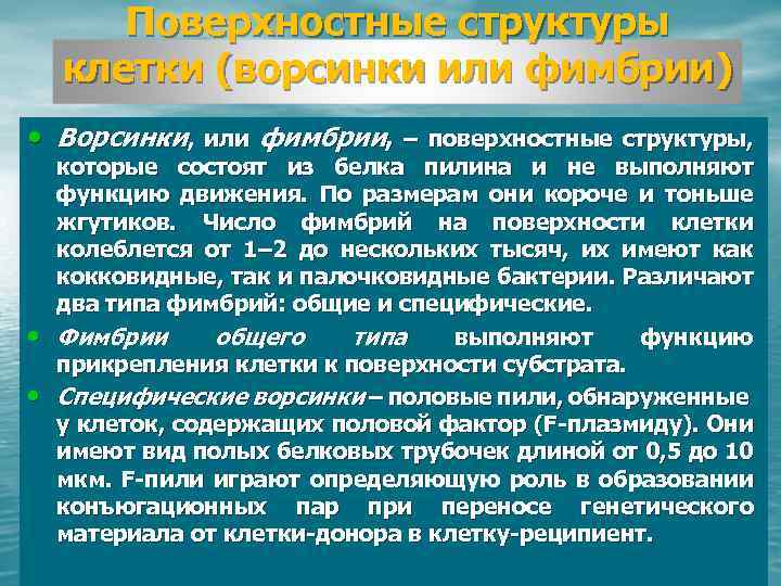 Поверхностные структуры клетки (ворсинки или фимбрии) • Ворсинки, или фимбрии, – поверхностные структуры, •