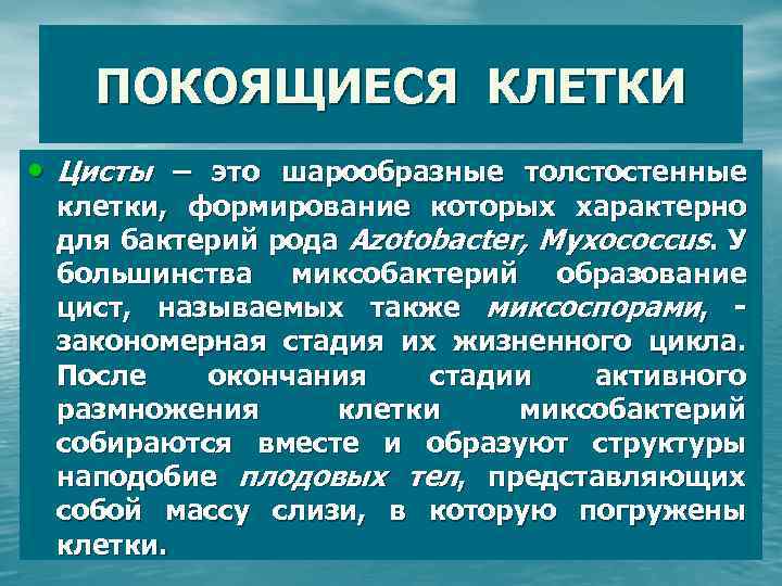 ПОКОЯЩИЕСЯ КЛЕТКИ • Цисты – это шарообразные толстостенные клетки, формирование которых характерно для бактерий