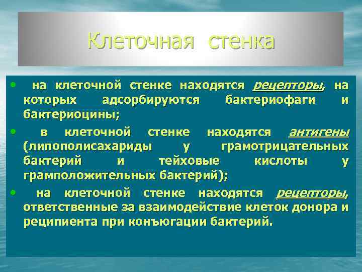 Клеточная стенка • • • на клеточной стенке находятся рецепторы, на которых адсорбируются бактериофаги