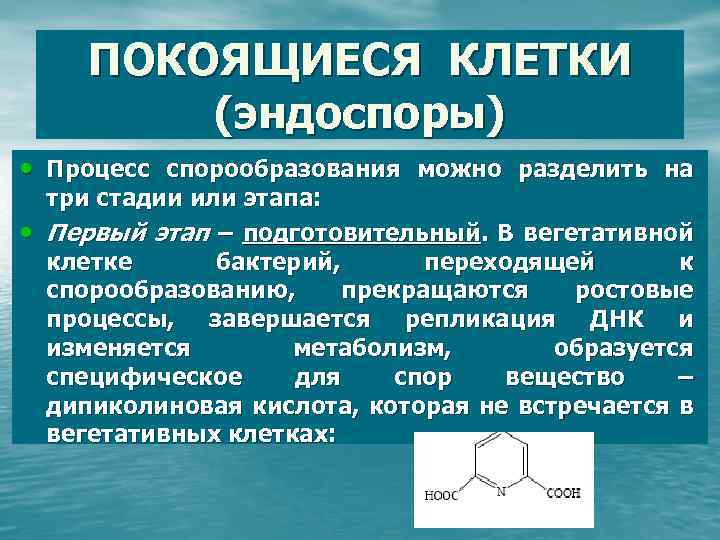ПОКОЯЩИЕСЯ КЛЕТКИ (эндоспоры) • Процесс спорообразования можно разделить на • три стадии или этапа: