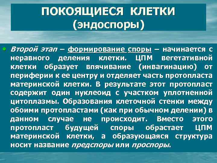 ПОКОЯЩИЕСЯ КЛЕТКИ (эндоспоры) • Второй этап – формирование споры – начинается с неравного деления