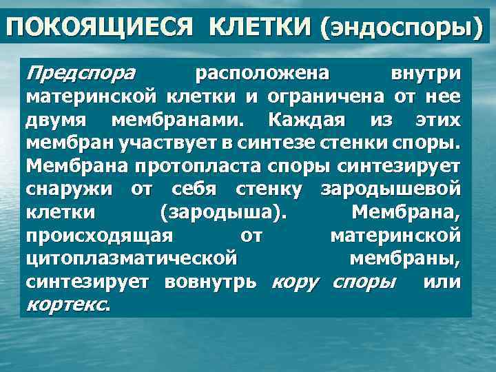 ПОКОЯЩИЕСЯ КЛЕТКИ (эндоспоры) Предспора расположена внутри материнской клетки и ограничена от нее двумя мембранами.