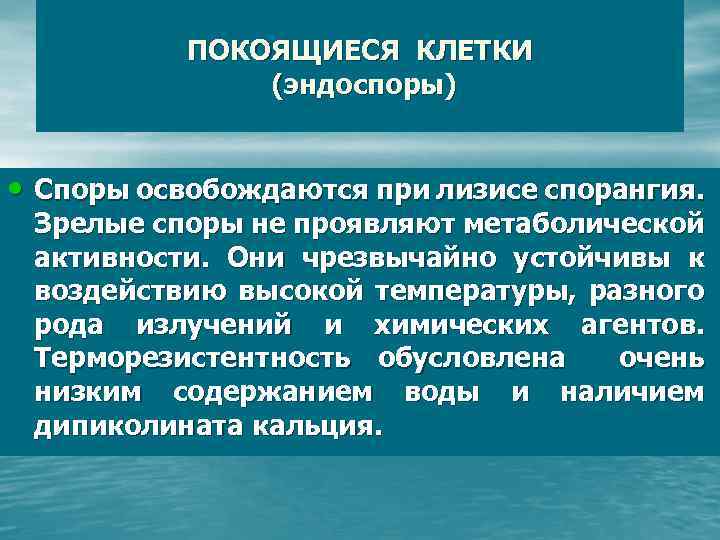 ПОКОЯЩИЕСЯ КЛЕТКИ (эндоспоры) • Споры освобождаются при лизисе спорангия. Зрелые споры не проявляют метаболической