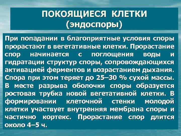 ПОКОЯЩИЕСЯ КЛЕТКИ (эндоспоры) При попадании в благоприятные условия споры прорастают в вегетативные клетки. Прорастание