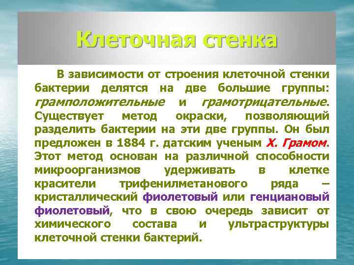 Клеточная стенка В зависимости от строения клеточной стенки бактерии делятся на две большие группы: