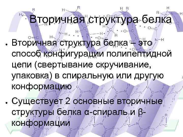 Вторичная структура белка ● ● Вторичная структура белка – это способ конфигурации полипептидной цепи