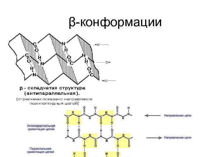 β-конформации 