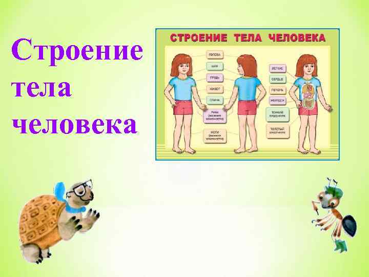 Строение тела человека 