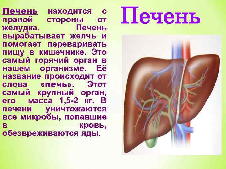 Печень находится с правой стороны от желудка. Печень вырабатывает желчь и помогает переваривать пищу