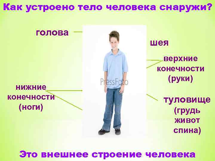 Как устроено тело человека снаружи? голова нижние конечности (ноги) шея верхние конечности (руки) туловище