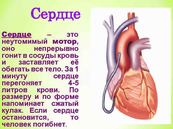 Сердце – это неутомимый мотор, оно непрерывно гонит в сосуды кровь и заставляет её