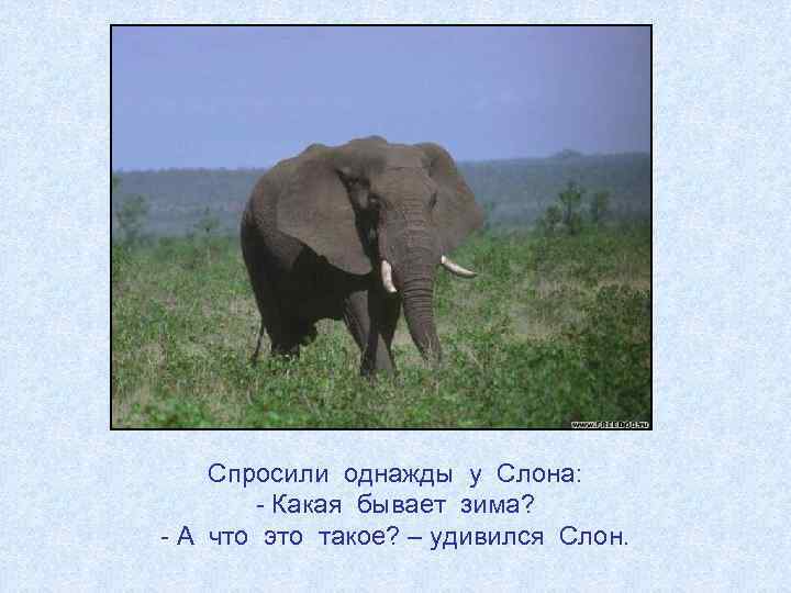 Спросили однажды у Слона: - Какая бывает зима? - А что это такое? –