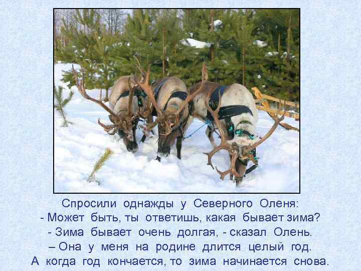 Спросили однажды у Северного Оленя: - Может быть, ты ответишь, какая бывает зима? -