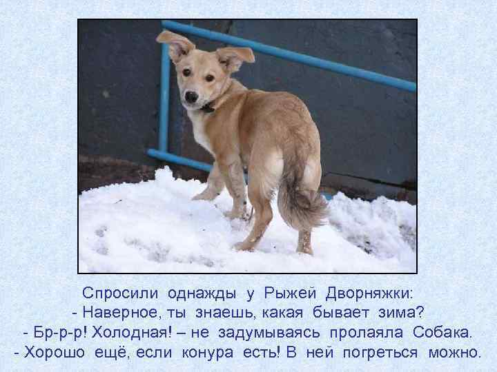Спросили однажды у Рыжей Дворняжки: - Наверное, ты знаешь, какая бывает зима? - Бр-р-р!