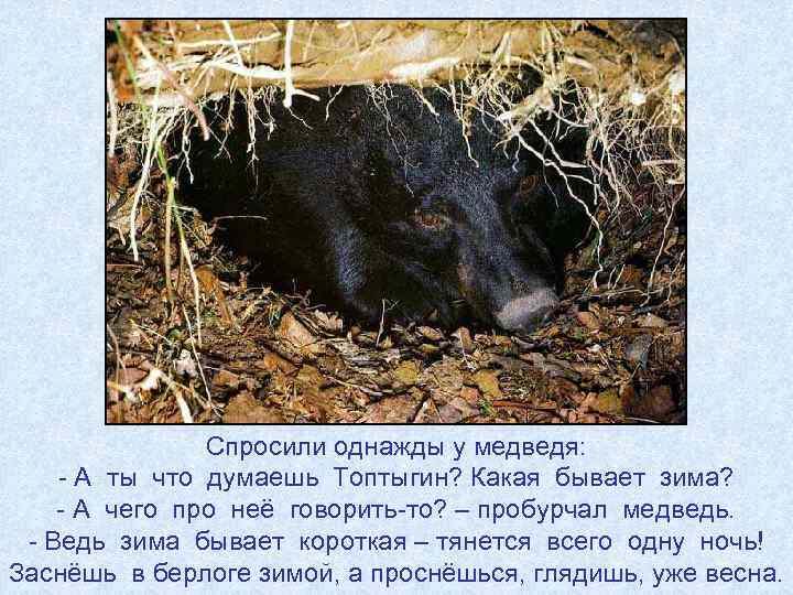 Спросили однажды у медведя: - А ты что думаешь Топтыгин? Какая бывает зима? -
