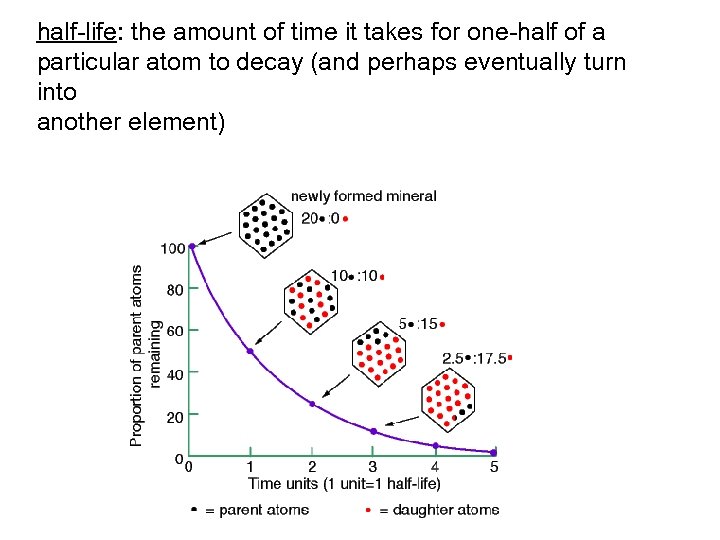 half-life: the amount of time it takes for one-half of a particular atom to