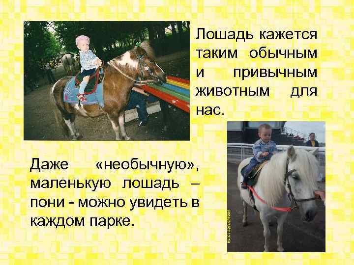 Лошадь кажется таким обычным и привычным животным для нас. Даже «необычную» , маленькую лошадь