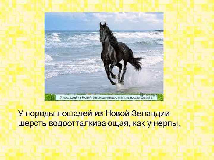 У породы лошадей из Новой Зеландии шерсть водоотталкивающая, как у нерпы. 