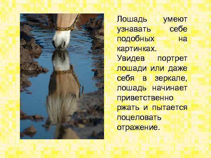 Лошадь умеют узнавать себе подобных на картинках. Увидев портрет лошади или даже себя в