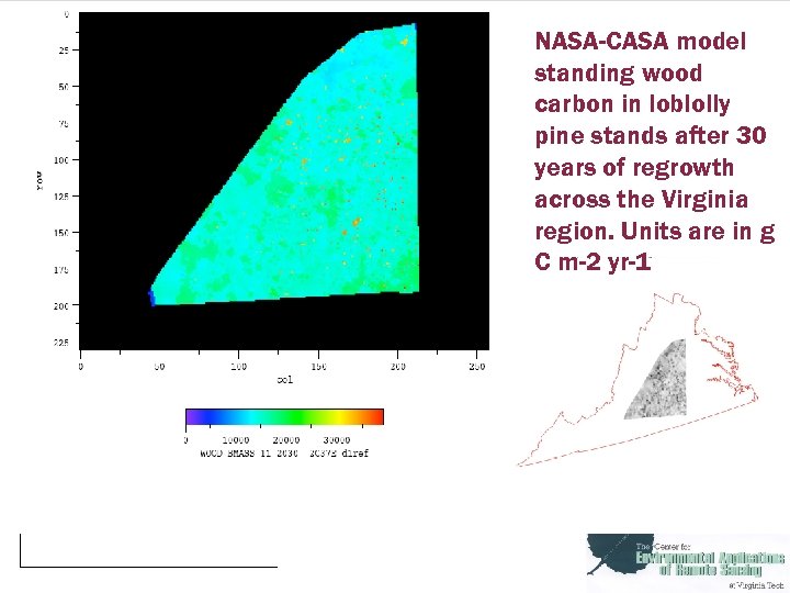 NASA-CASA model standing wood carbon in loblolly pine stands after 30 years of regrowth
