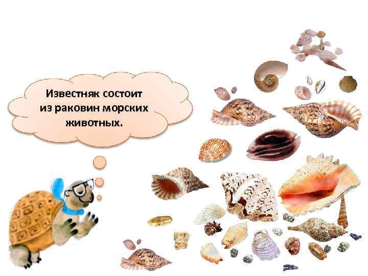 Известняк состоит из раковин морских животных. 