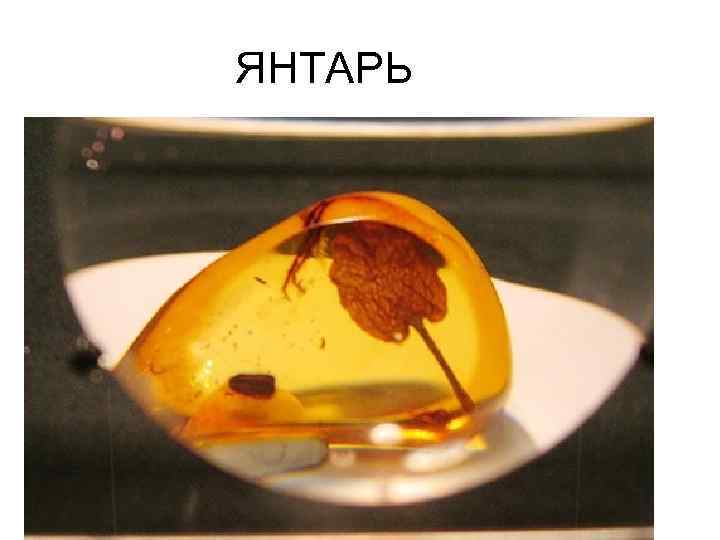 ЯНТАРЬ 