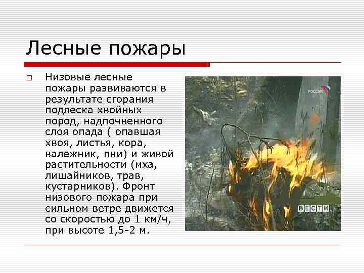 Лесные пожары o Низовые лесные пожары развиваются в результате сгорания подлеска хвойных пород, надпочвенного