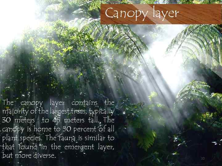 Canopy layer The canopy layer contains the majority of the largest trees, typically 30