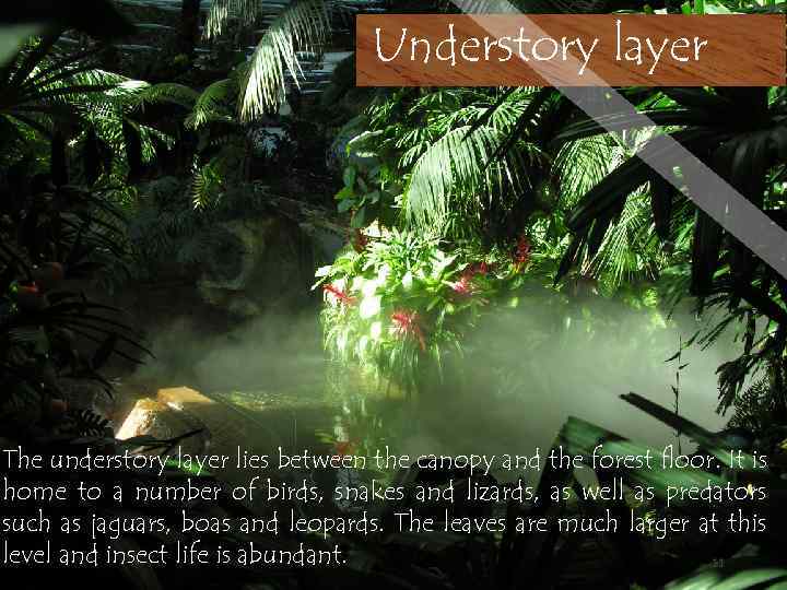 Understory layer The understory layer lies between the canopy and the forest floor. It