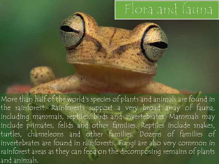 Flora and fauna More than half of the world's species of plants and animals