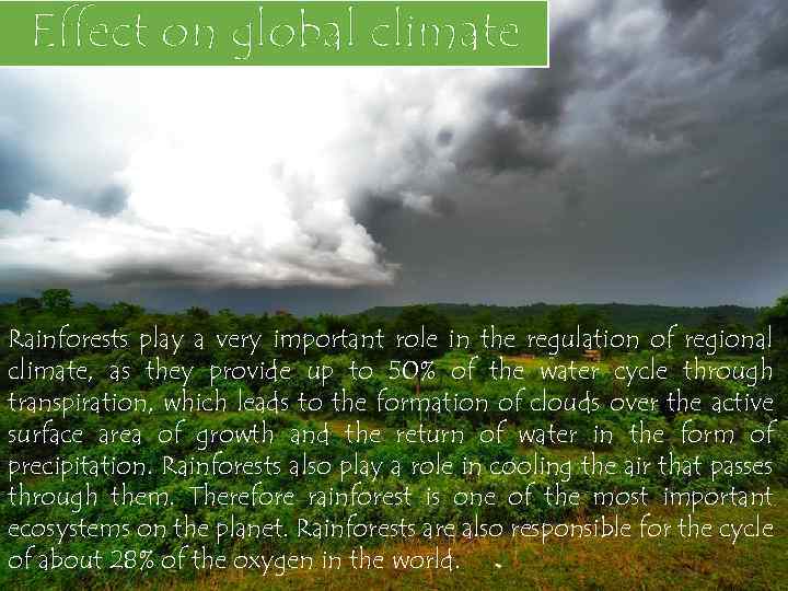 Effect on global climate Rainforests play a very important role in the regulation of