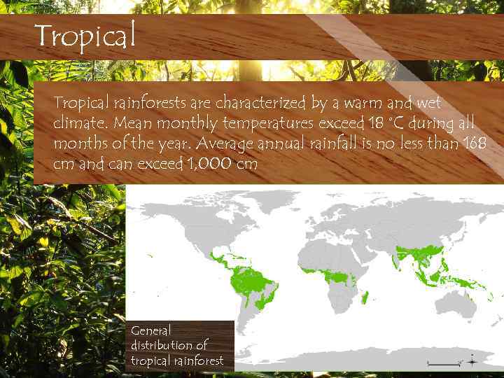 Tropical rainforests are characterized by a warm and wet climate. Mean monthly temperatures exceed