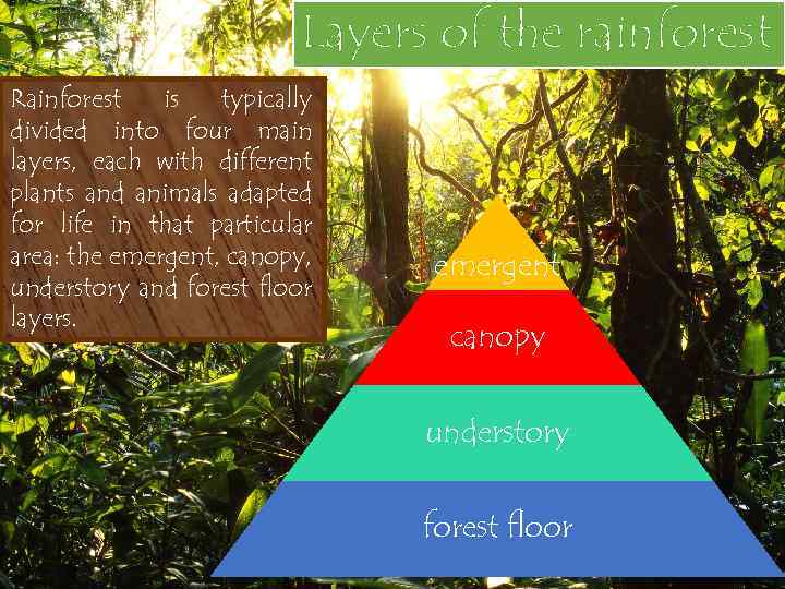 Layers of the rainforest Rainforest is typically divided into four main layers, each with