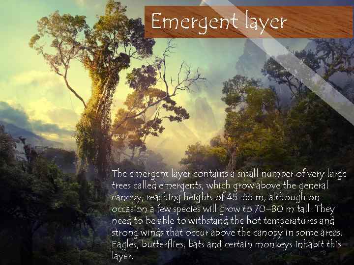 Emergent layer The emergent layer contains a small number of very large trees called