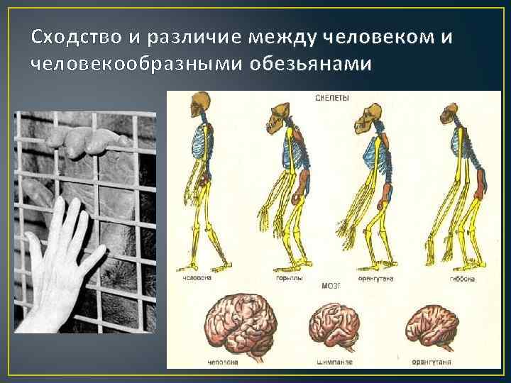 Позвоночник человекообразной обезьяны и человека