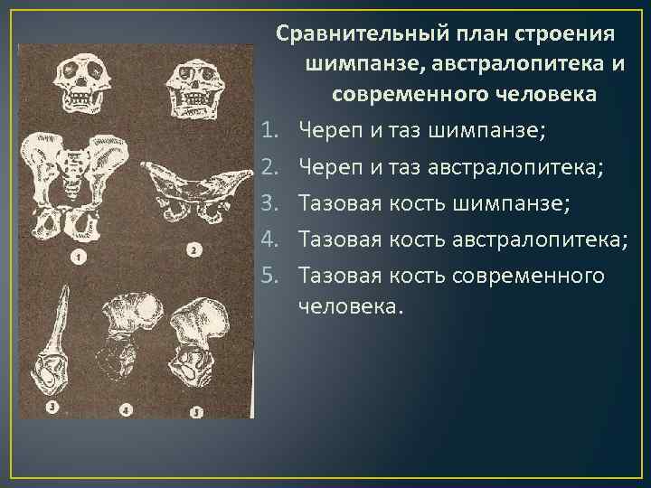 Сравнительный план строения шимпанзе, австралопитека и современного человека 1. Череп и таз шимпанзе; 2.