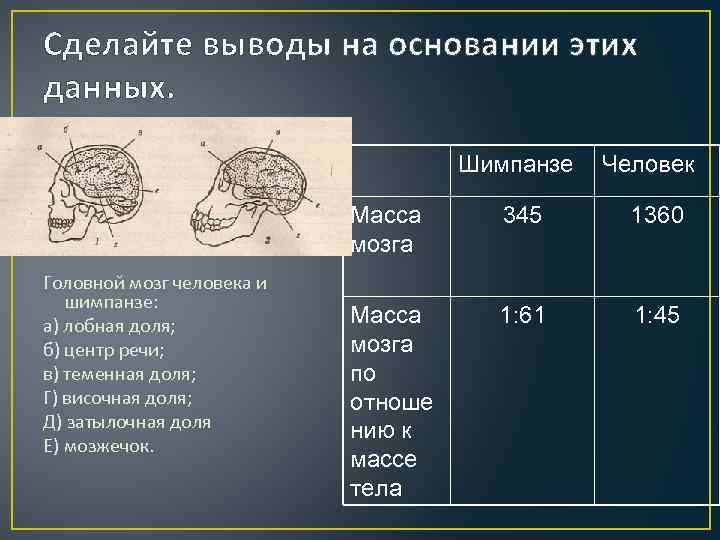 Сделайте выводы на основании этих данных. Шимпанзе Человек Масса мозга Головной мозг человека и