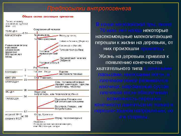 Предпосылки антропогенеза В конце мезозойской эры, около 70 млн. лет назад некоторые насекомоядные млекопитающие